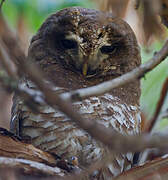 African Wood Owl