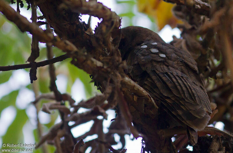 African Wood Owl