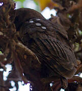 African Wood Owl