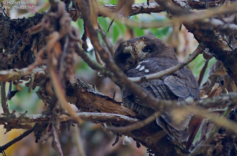 African Wood Owl