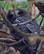 African Wood Owl