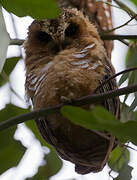 African Wood Owl