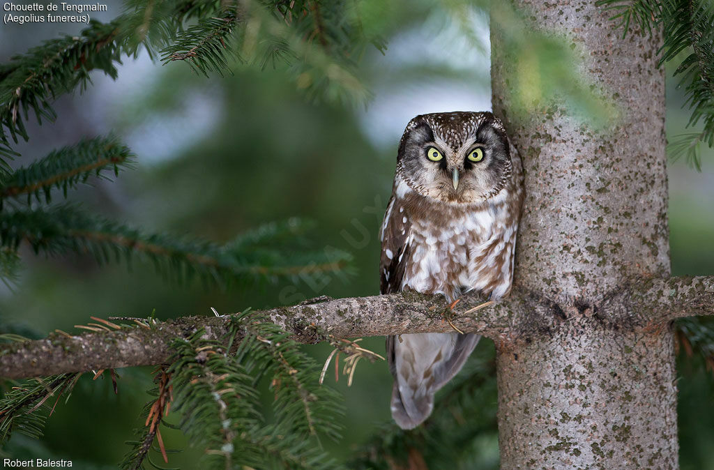 Boreal Owl