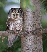 Boreal Owl