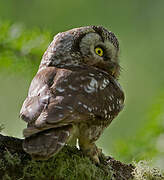 Boreal Owl