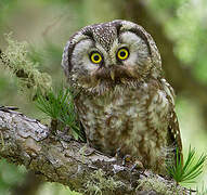 Boreal Owl