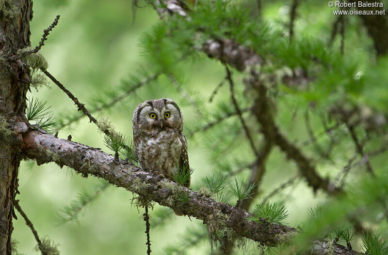 Boreal Owl female adult