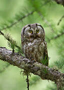 Boreal Owl