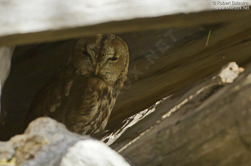 Tawny Owl