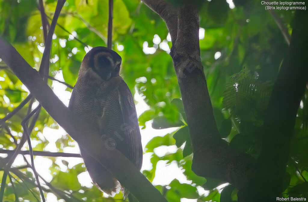 Brown Wood Owl