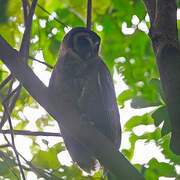 Brown Wood Owl