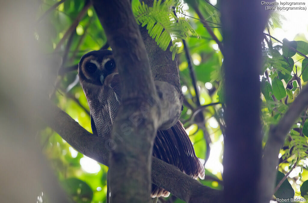 Brown Wood Owl