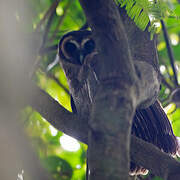 Brown Wood Owl