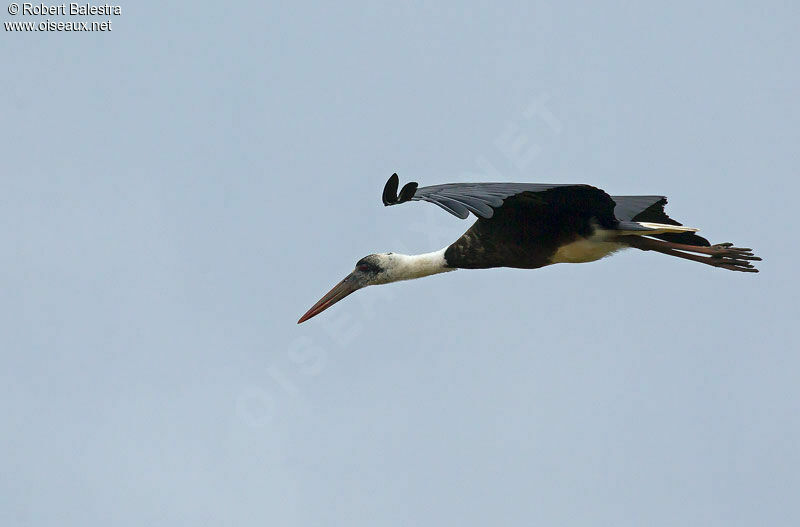 Cigogne à pattes noires