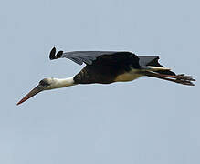 African Woolly-necked Stork