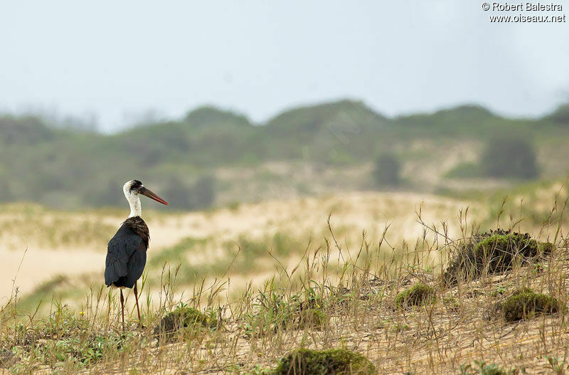 African Woolly-necked Stork