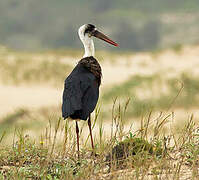 African Woolly-necked Stork