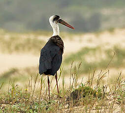 Cigogne à pattes noires