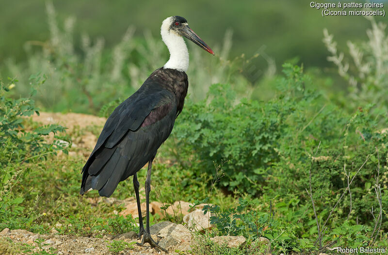 Cigogne à pattes noiresadulte, identification