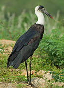 African Woolly-necked Stork
