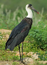 Cigogne à pattes noires