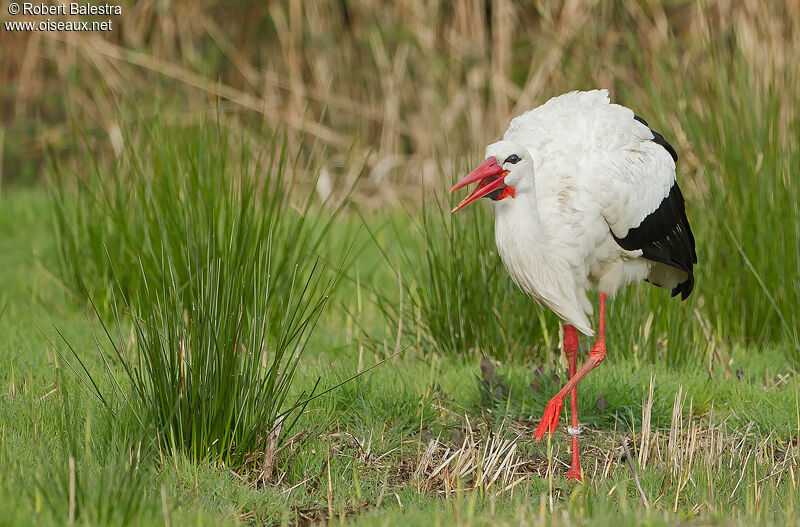 Cigogne blanche