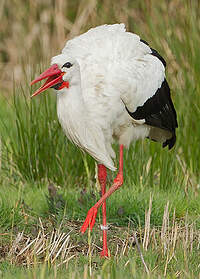 Cigogne blanche