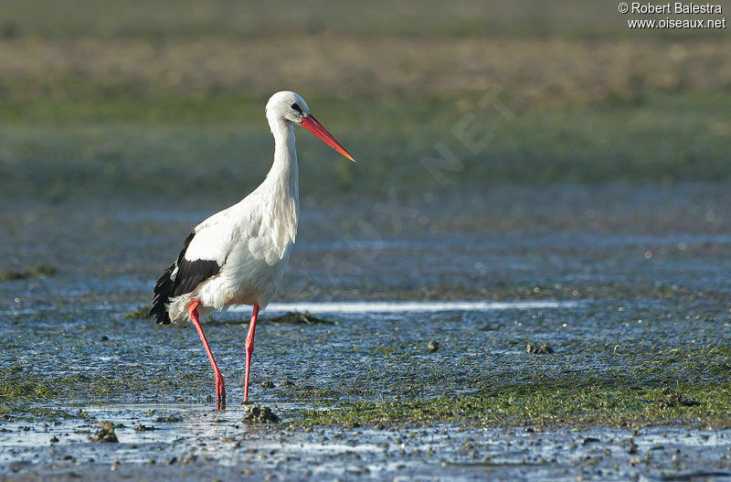 Cigogne blanche