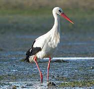 White Stork