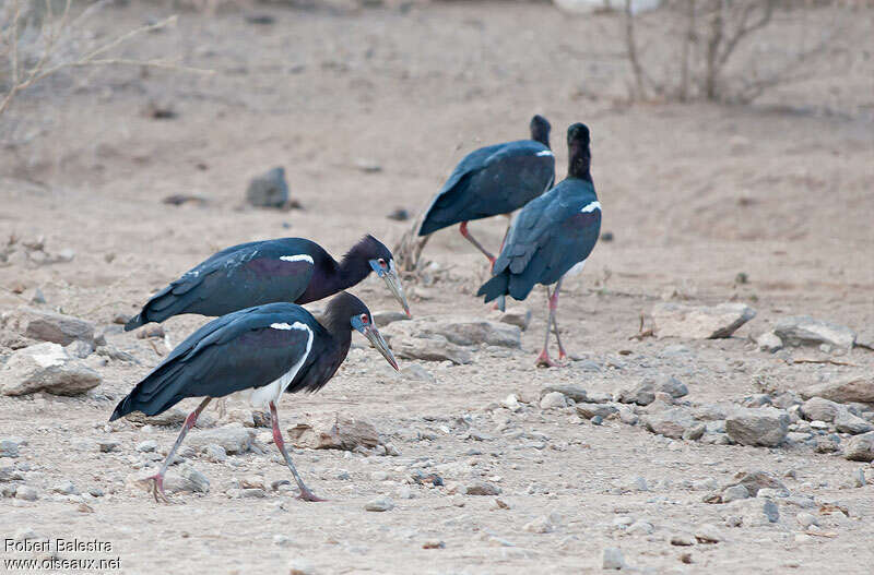 Abdim's Stork, habitat, walking, fishing/hunting