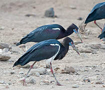 Abdim's Stork