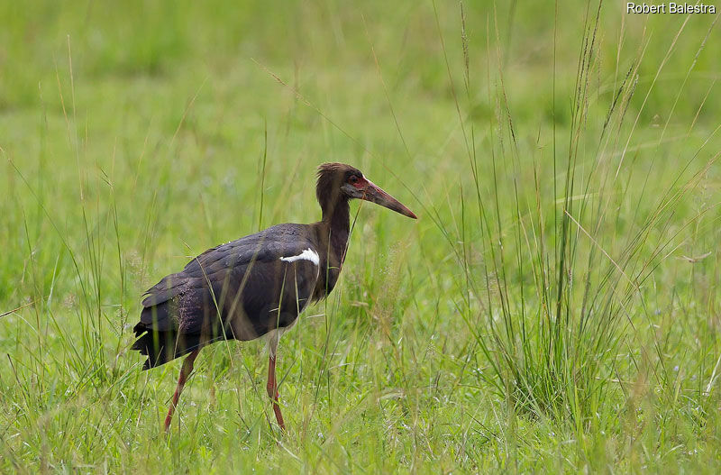 Cigogne d'Abdim