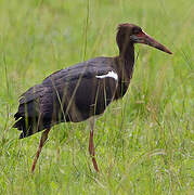 Abdim's Stork