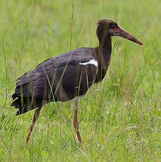 Cigogne d'Abdim