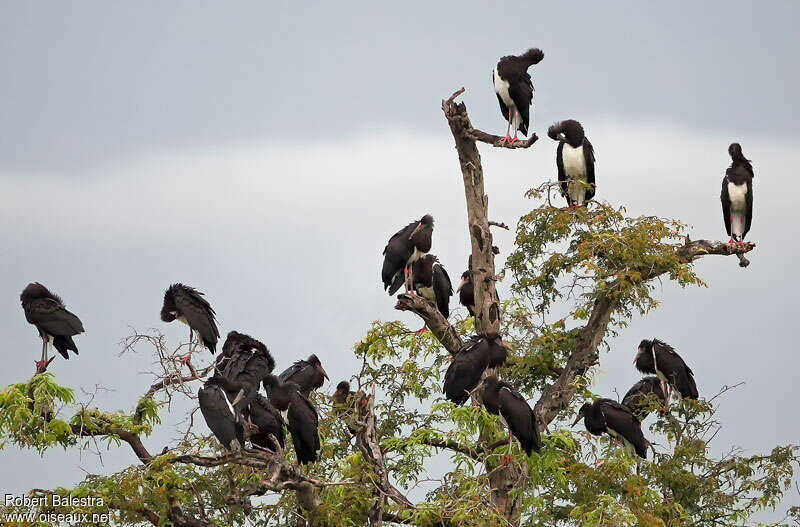 Cigogne d'Abdim, Comportement