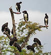 Cigogne d'Abdim