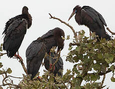 Abdim's Stork