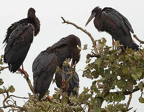 Cigogne d'Abdim