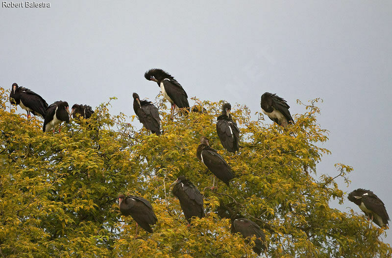 Cigogne d'Abdim