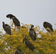 Cigogne d'Abdim