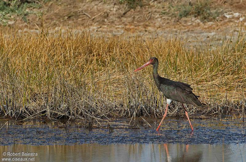 Cigogne noire