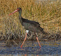 Black Stork