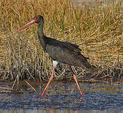 Cigogne noire