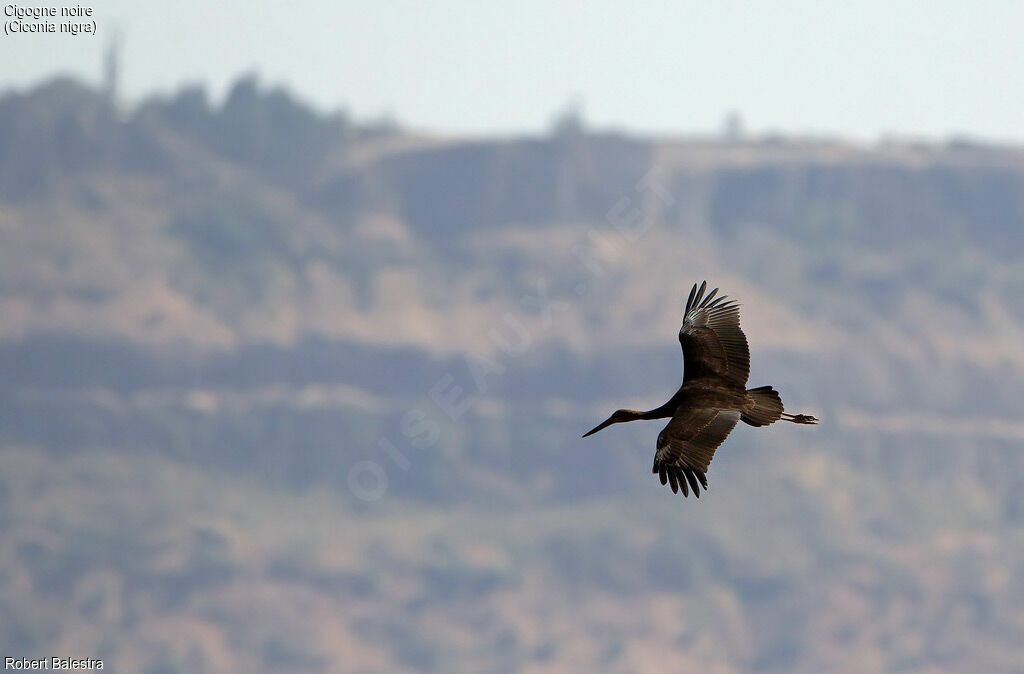 Cigogne noire