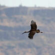 Cigogne noire