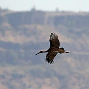 Black Stork