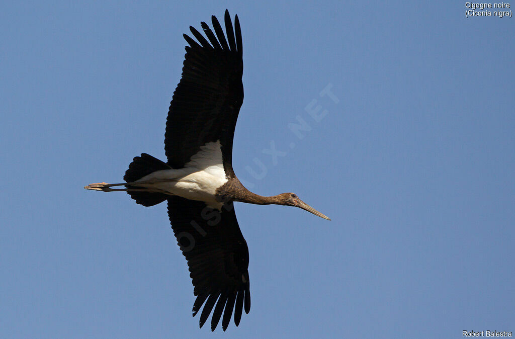 Cigogne noire