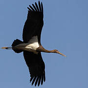 Black Stork