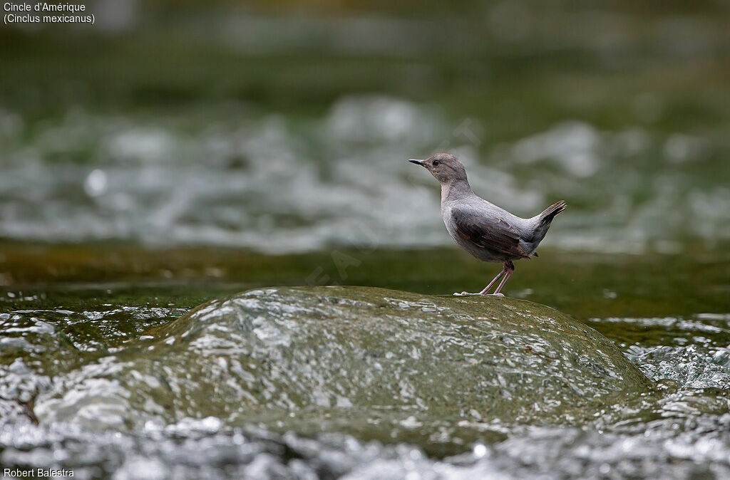 American Dipper