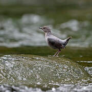 American Dipper